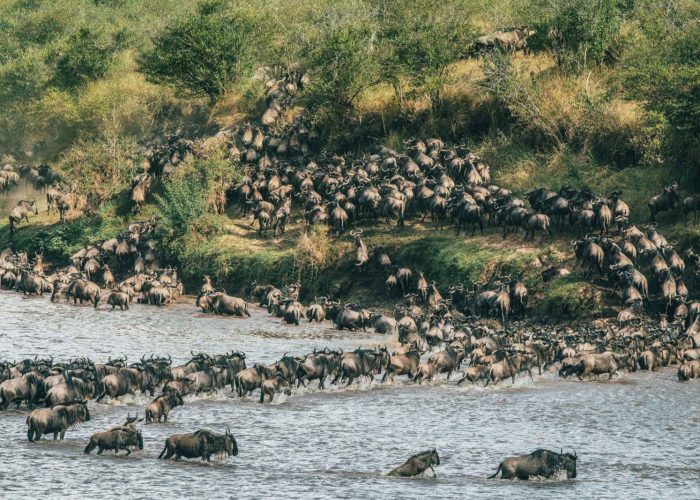 Migration Mara River Crossing