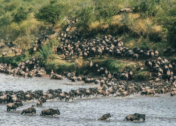 Migration-Mara-River-Crossing1