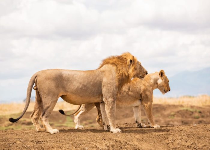 Southern-Tanzania-Safari1