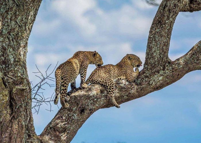 Tanzania-Adventure-Safari1