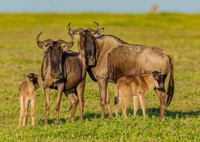 Wildebeest Calving Season