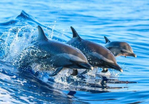 dolpin