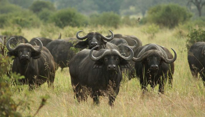 tarangire buffallo